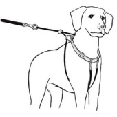 Collare per addestramento