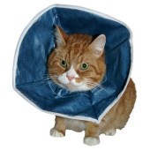 Collare Buster Soft cani e...